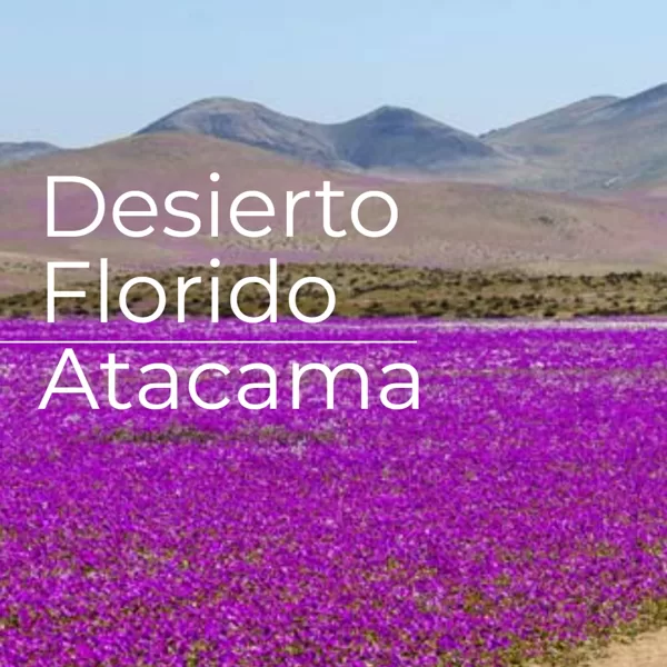 Desierto Florido